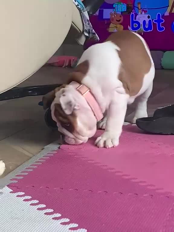 English Bulldog dogs for sale: English bulldog girl  - Video 1