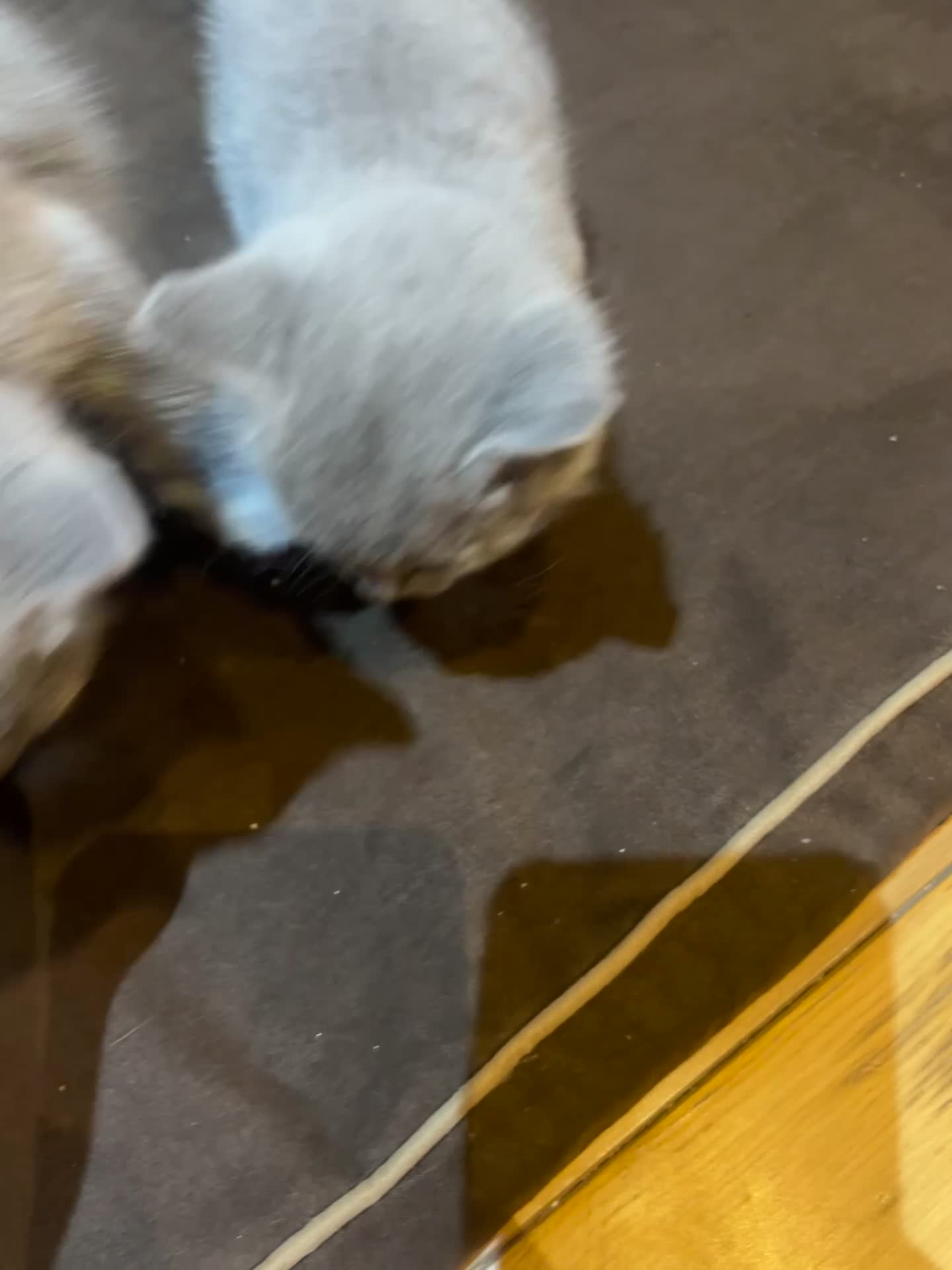 Russian Blue cats for sale: Adorable Russian blue kitten champion bloodline - Video 3