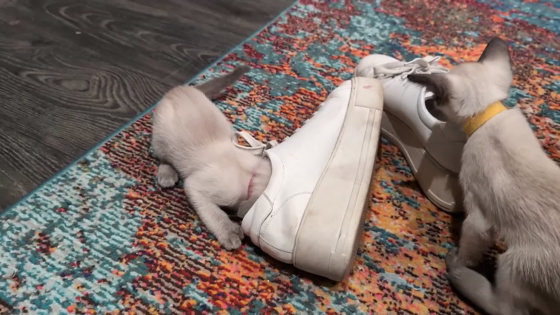 Siamese cats for sale: Beautiful Pure Siamese kittens - Video 1