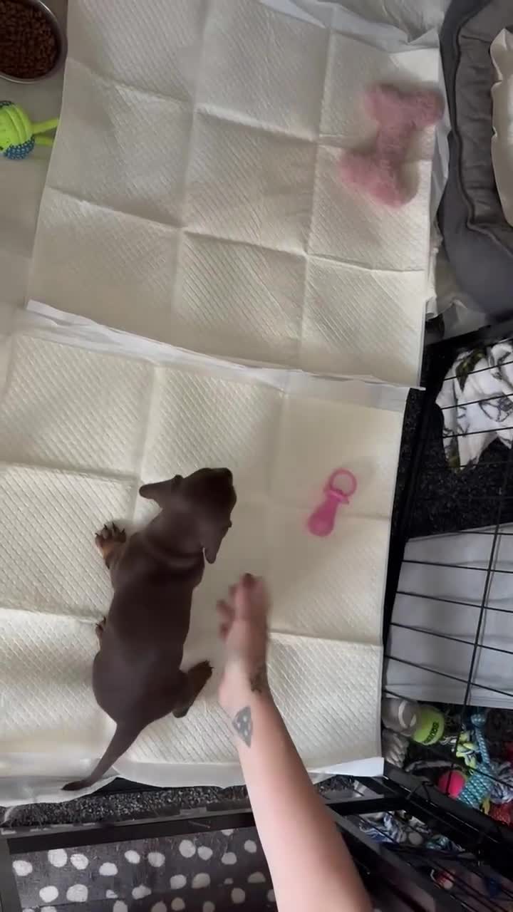 Dachshund dogs for sale: Miniature dachshunds puppies - Video 1