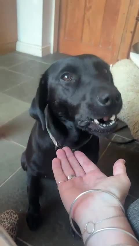 Mixed Breed dogs for adoption: 🐾 Meet Yukon – Your New Best Friend! 🐾 - Video 1
