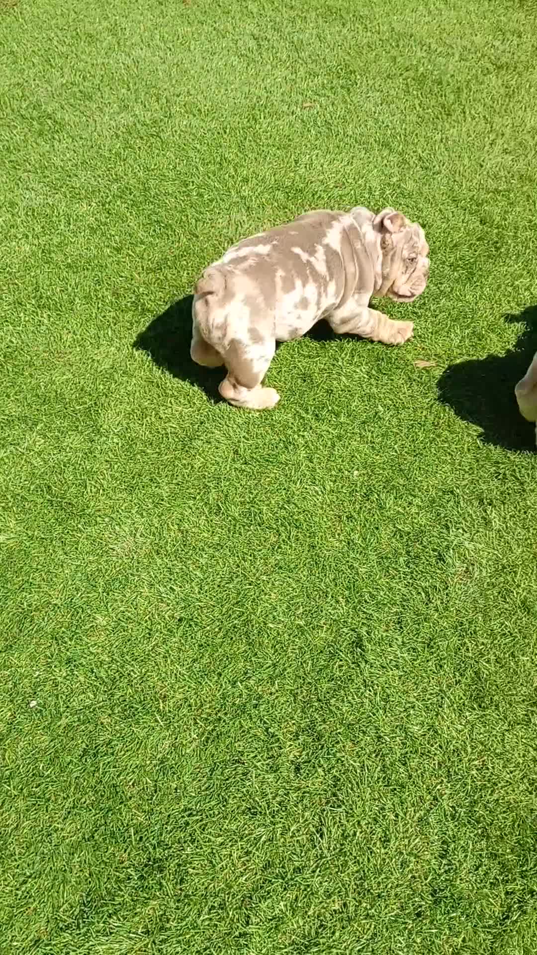 English Bulldog dogs for sale: 8 Stunning bulldog puppies, 4 males,4 females - Video 2