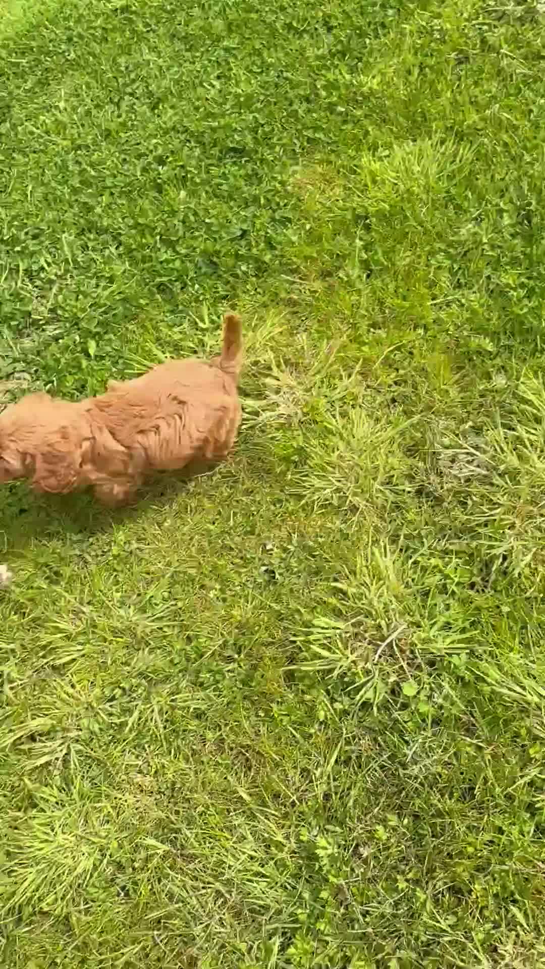Cavapoo dogs for sale: Toy Cavapoo Puppies - Video 1