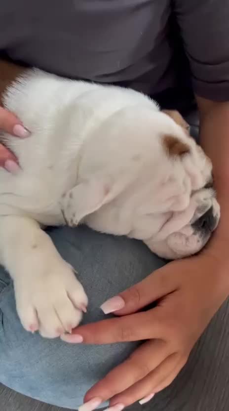 English Bulldog dogs for sale: English bulldog puppies kc reg  - Video 1