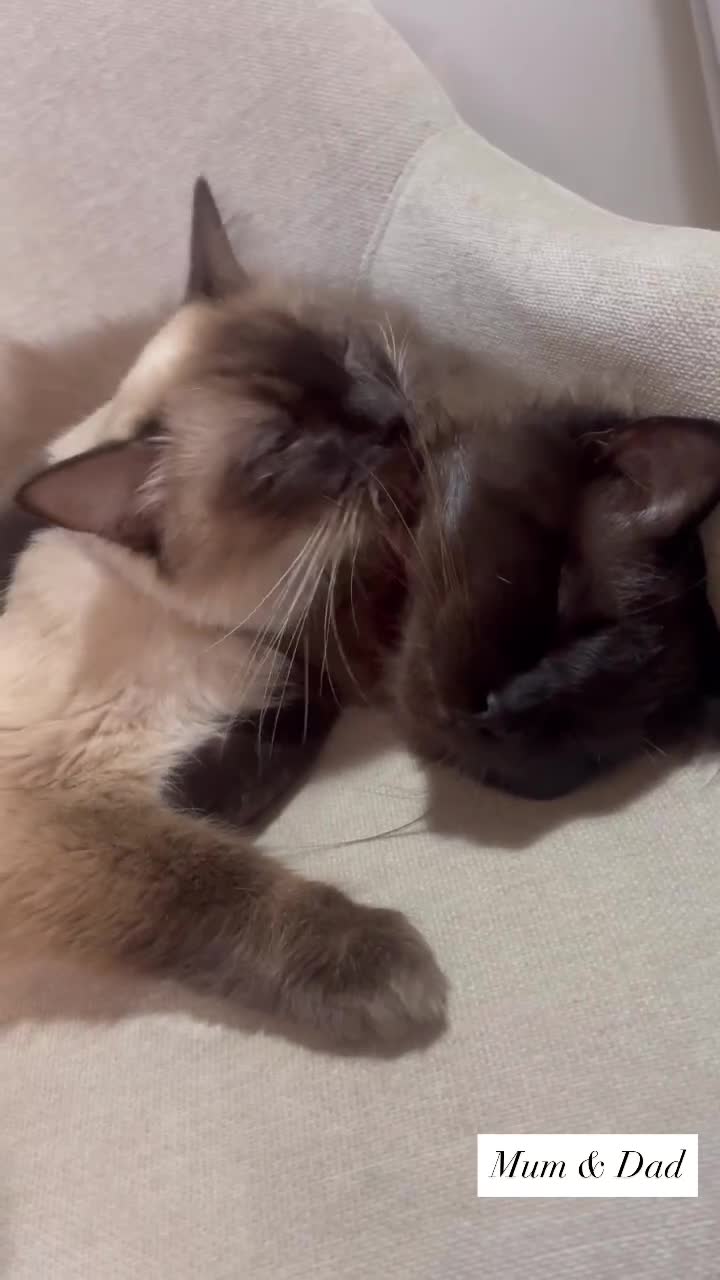 Ragdoll cats for sale: 5 Purebred kittens for SALE - Video 5