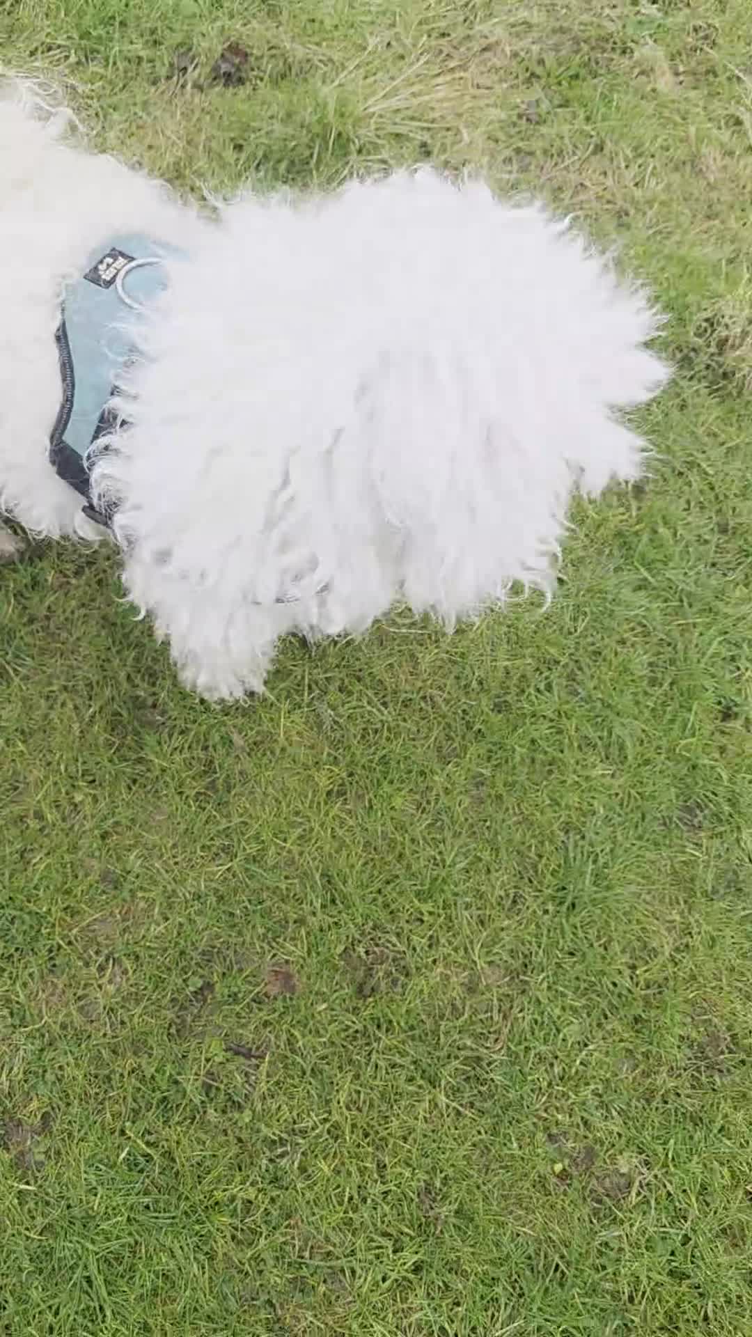 Hungarian Puli dogs for sale: Puli puppy  - Video 1