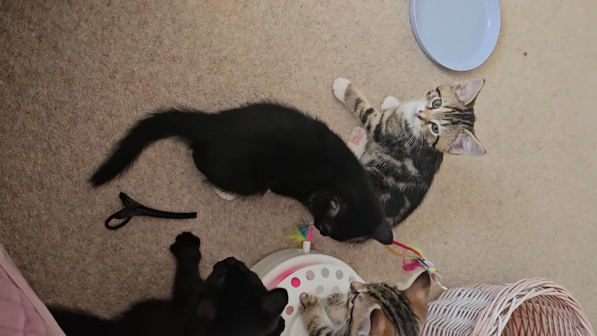Domestic Shorthair cats for sale: Adorable kittens -Hayling island  - Video 4