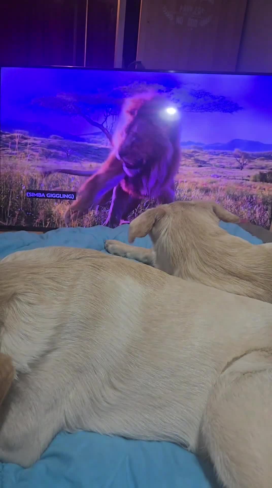 Mixed Breed dogs for sale: Fully Trained and Vaccinated Sheprador pups ✨️ - Video 5