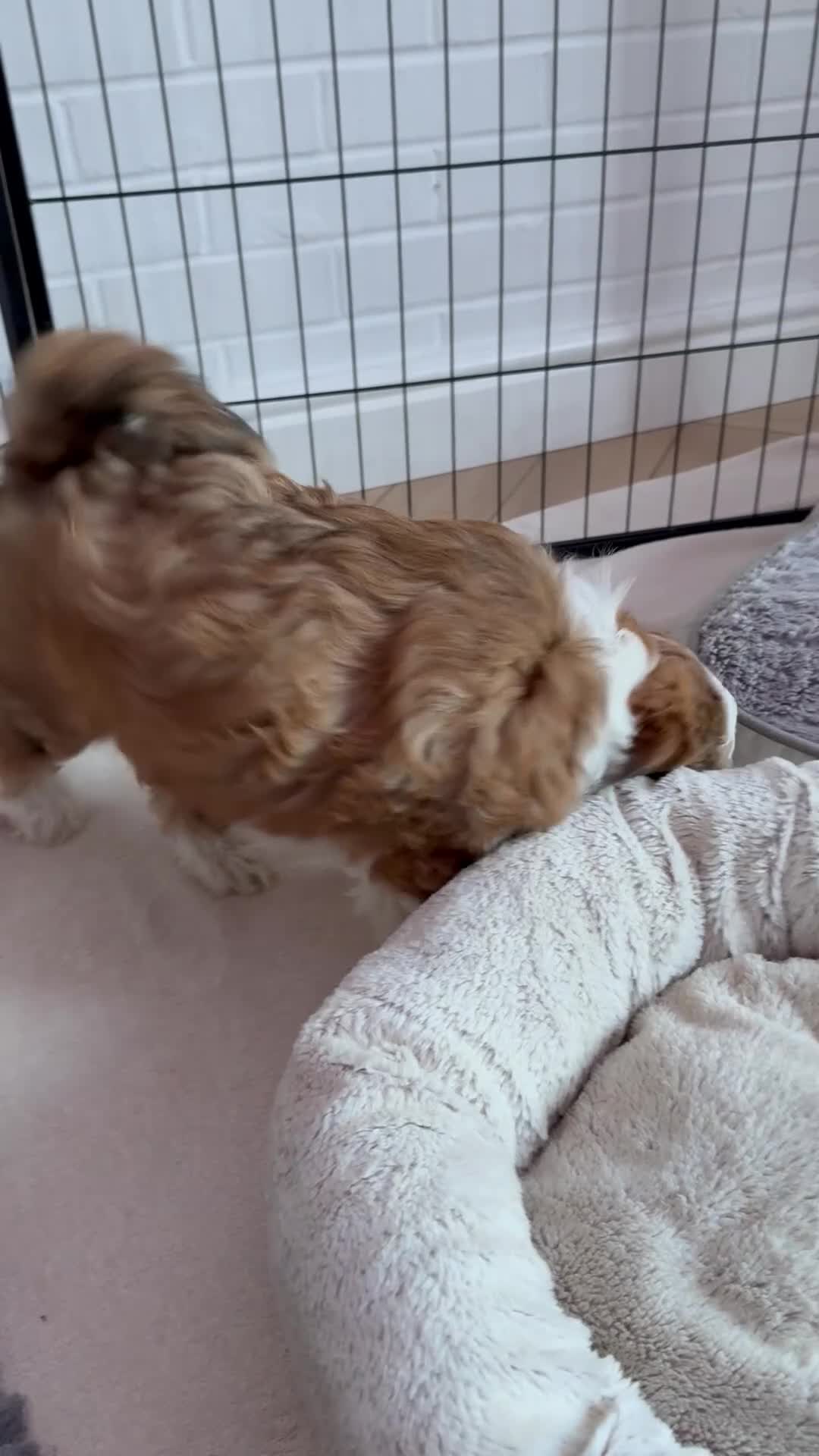 Mixed Breed dogs for sale: Beautiful Ttoodle Female  - Video 2