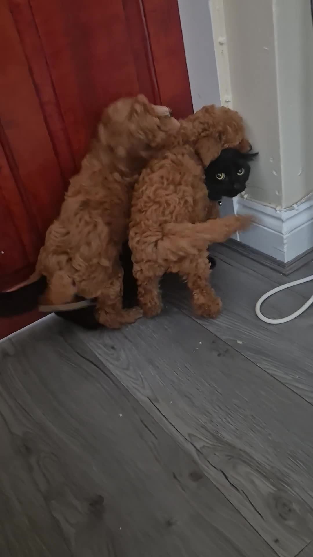 Cockapoo dogs for sale: Gorgeous Cockapoo For Sale - Video 3