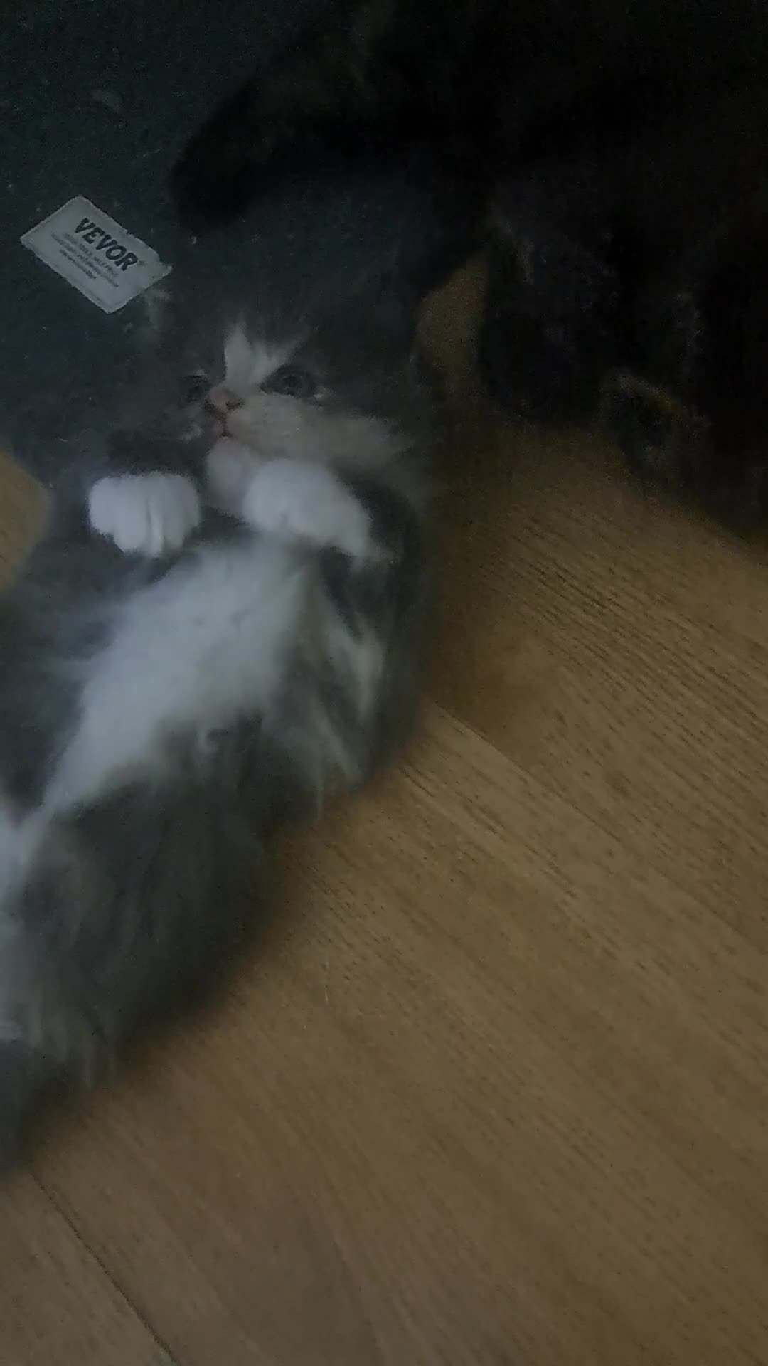 Mixed Breed cats for sale: Mix maine coon and ragdoll  - Video 2