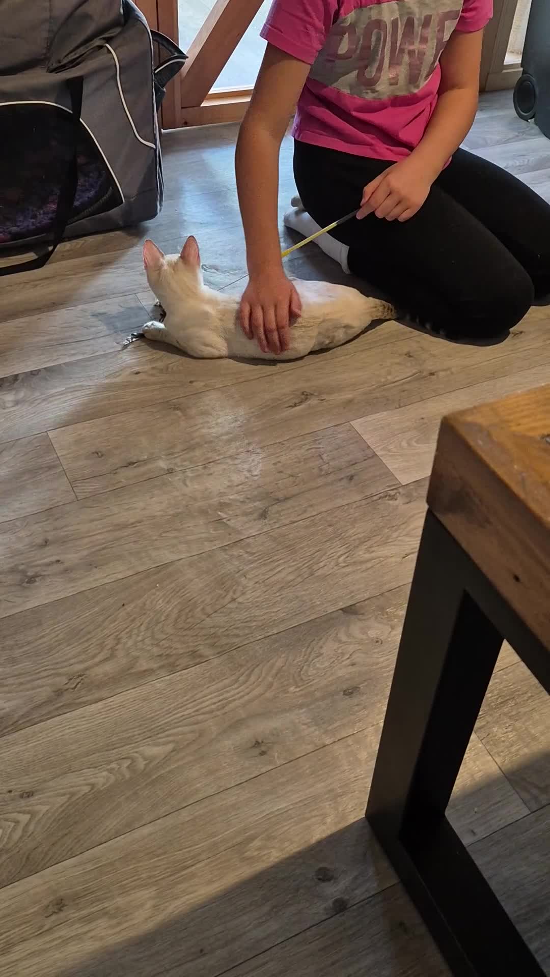 Bengal cats for sale: Beautiful Silver Lynx Bengal Kitten - Video 1