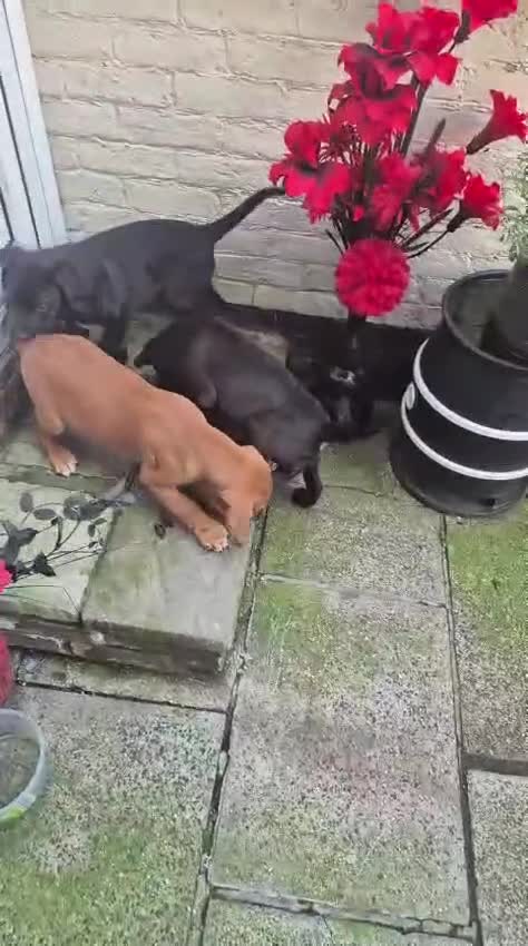 Mixed Breed dogs for sale: Dogue de Bordeaux x borador - Video 2