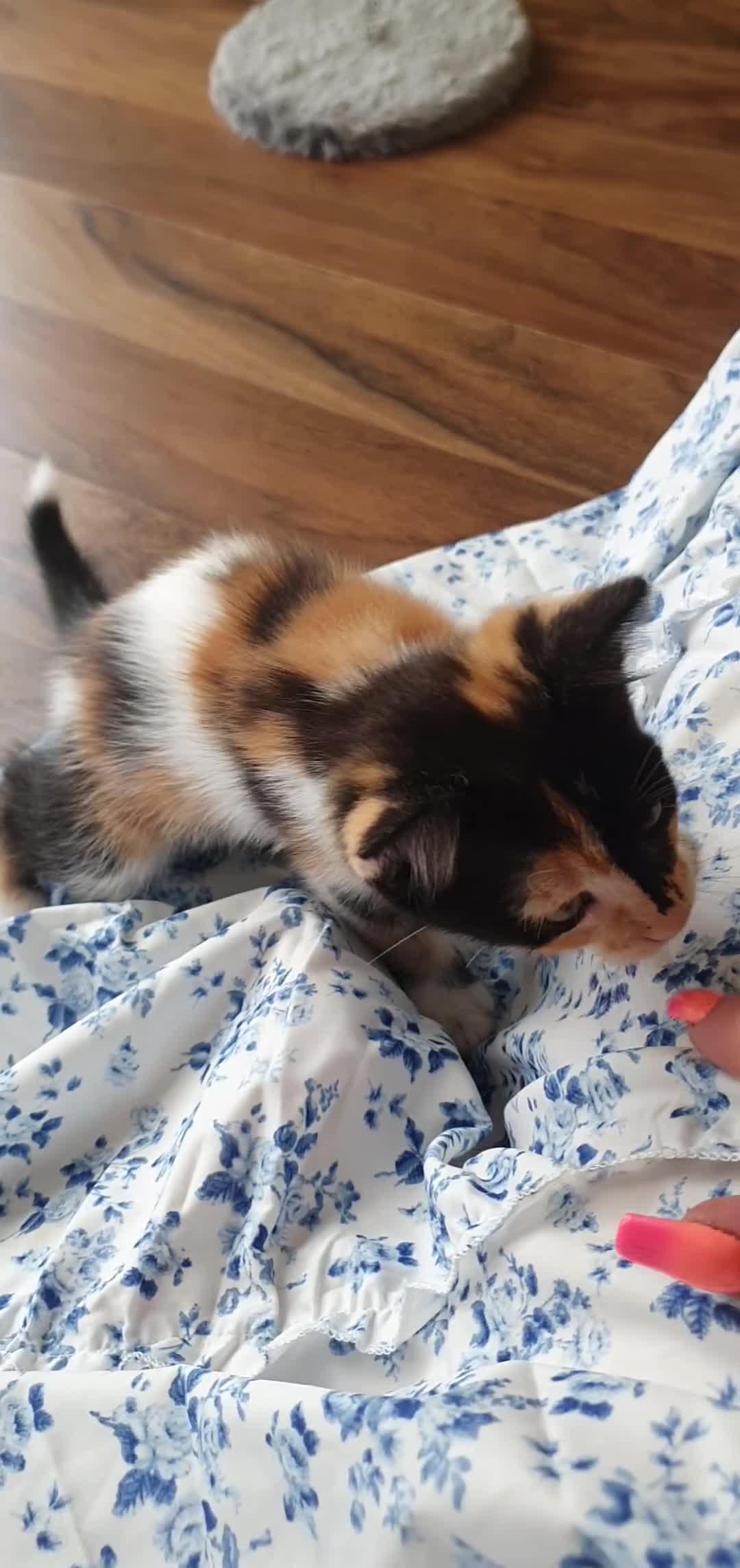 Mixed Breed cats for sale: 3 BEAUTIFUL KITTENS 😸 LOOKING FOR FOREVER HOME   - Video 1