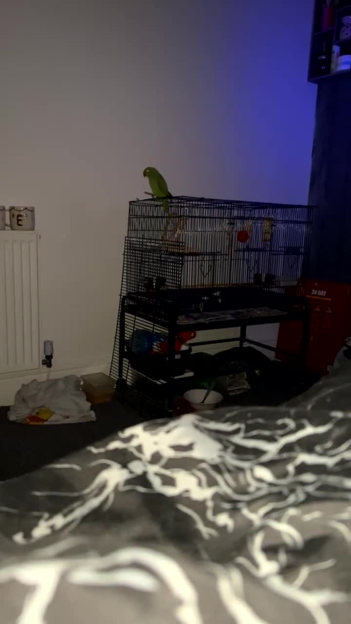 Ringnecks birds for sale: Green female Indian ring neck  - Video 1