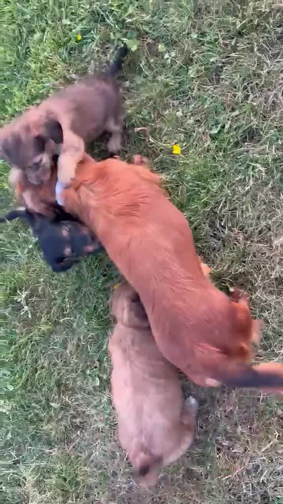 Dachshund dogs for sale: KC REG long haired miniature dachshund - Video 2