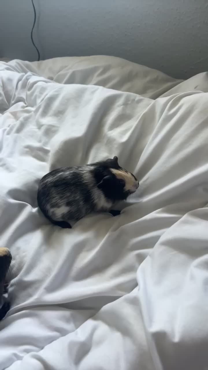 Guinea Pig rodents for sale: 2 female guinea pigs  - Video 2