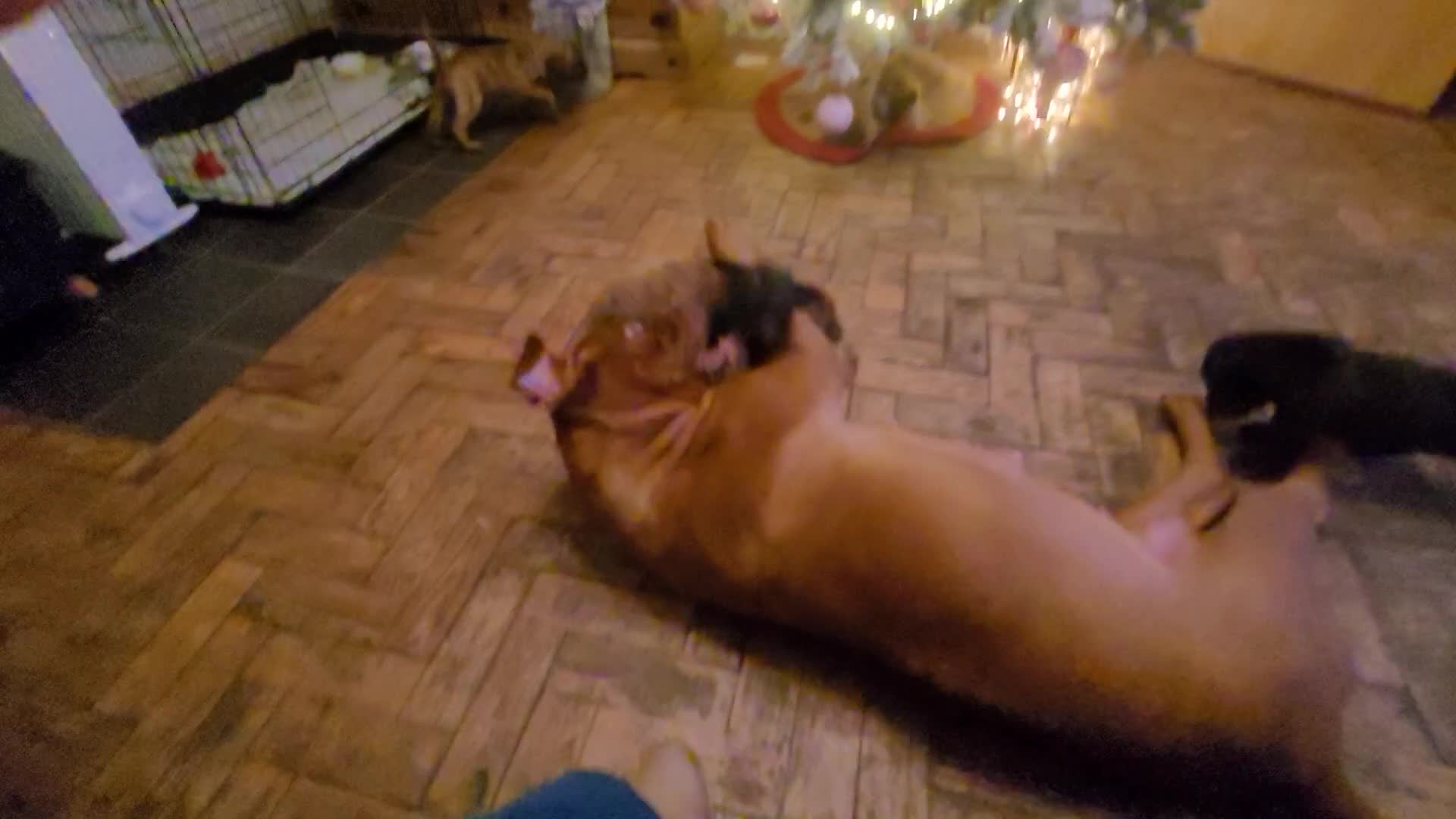 Mixed Breed dogs for sale: Douge de bordeaux x Presa Canerio  - Video 3