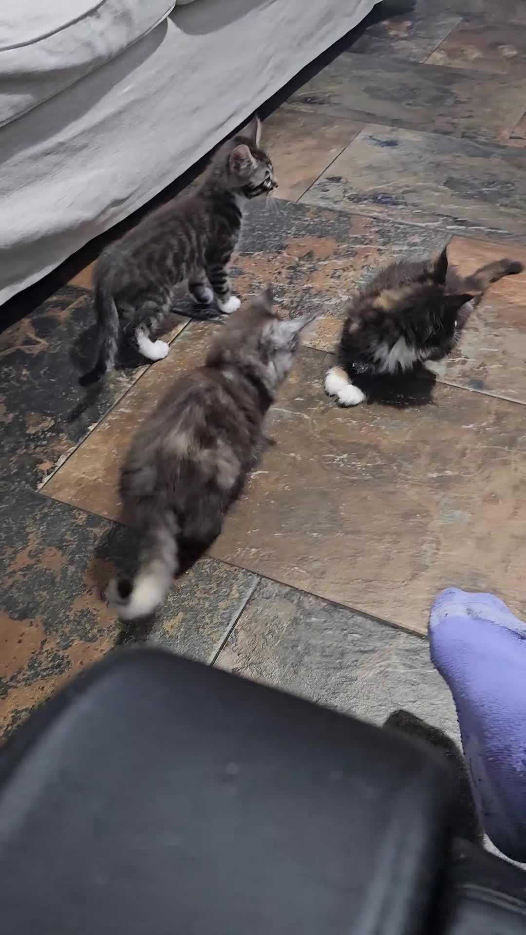 Maine Coon cats for sale: MAINE COON 1 boy & 2 girls.UNUSUAL & STUNNING&  - Video 1