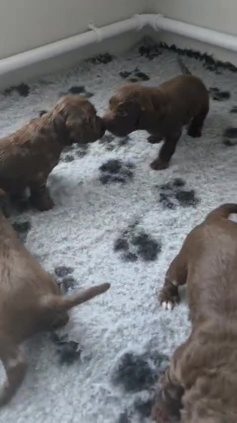 Cocker Spaniel dogs for sale: Working cocker spaniel puppies - Video 1