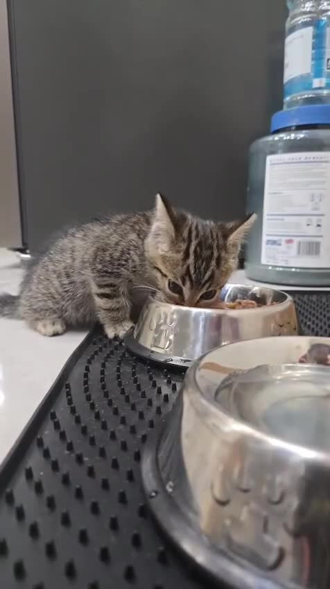 Bengal cats for sale: 10 Week Old Male Bengal Mix Kitten in Birmingham - Video 1