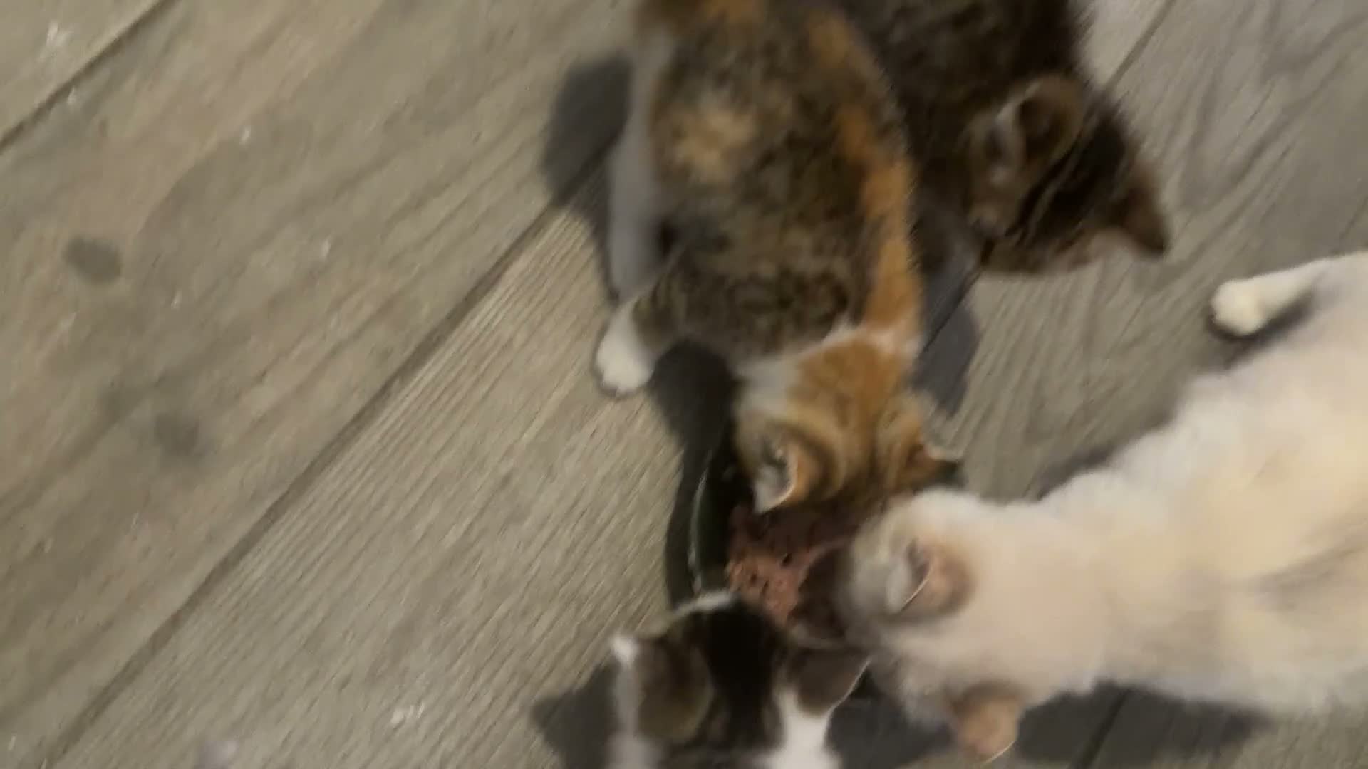 Persian cats for sale: Last little half Persian boy , ready now - Video 1