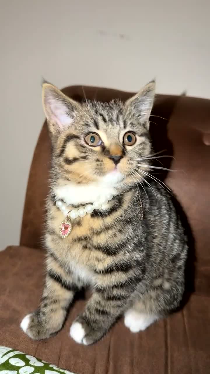 American Shorthair cats for sale: 6 Month Old Kitten 🐾 - Video 1