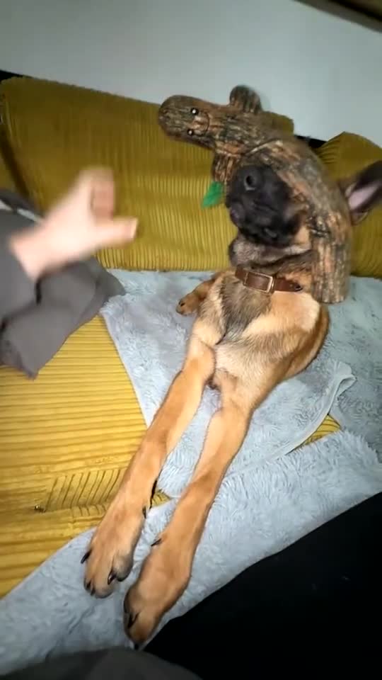 Belgian Shepherd Dog dogs for sale: 5 month old Belgium malinois puppy - Video 2