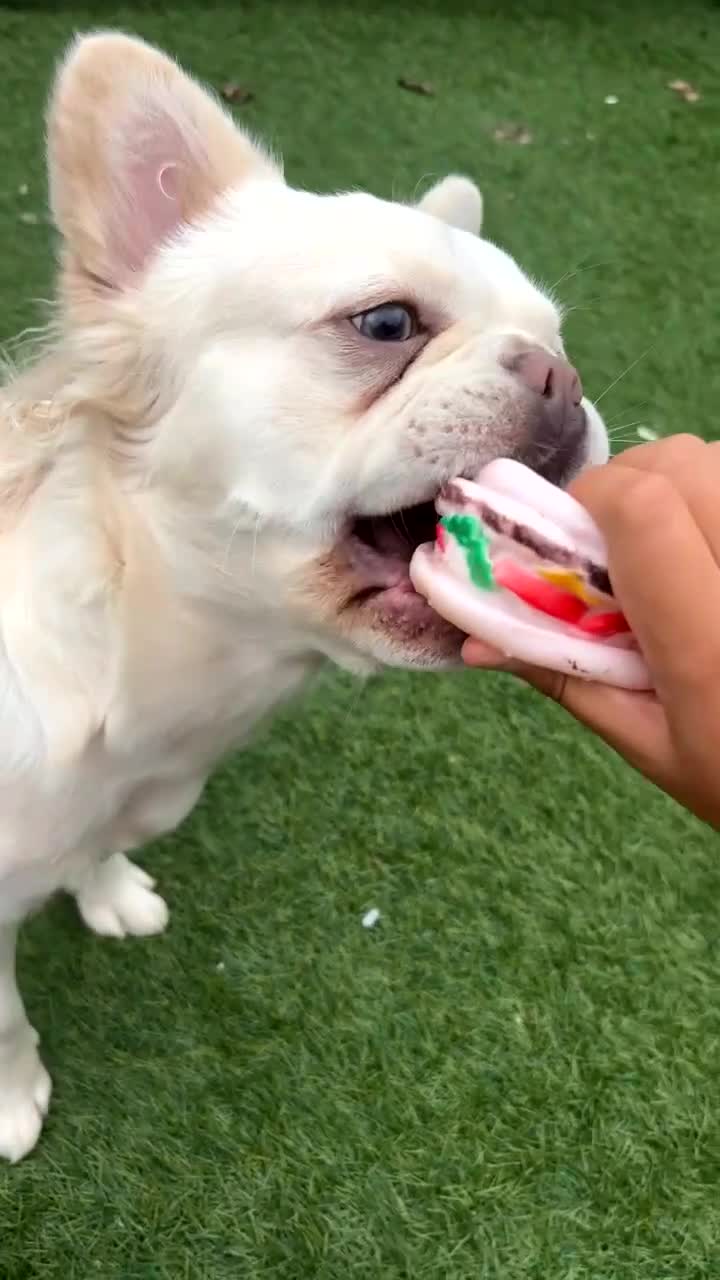 French Bulldog dogs for sale: 3 french bulldog girls  - Video 1