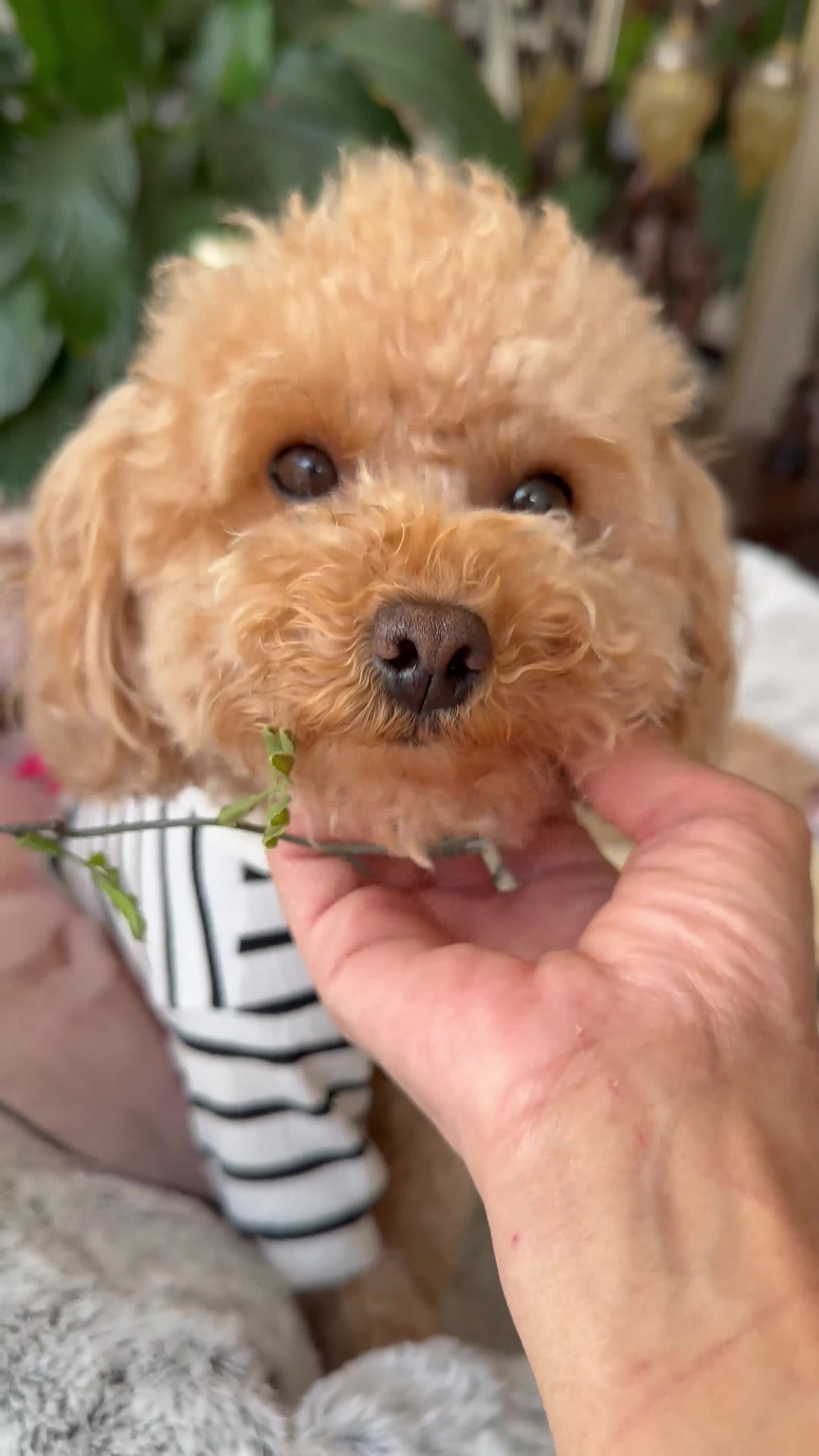 Toy Poodle dogs for sale: Pure Asian Toy poodles/Mom & Dad DNA Tested Clear - Video 1
