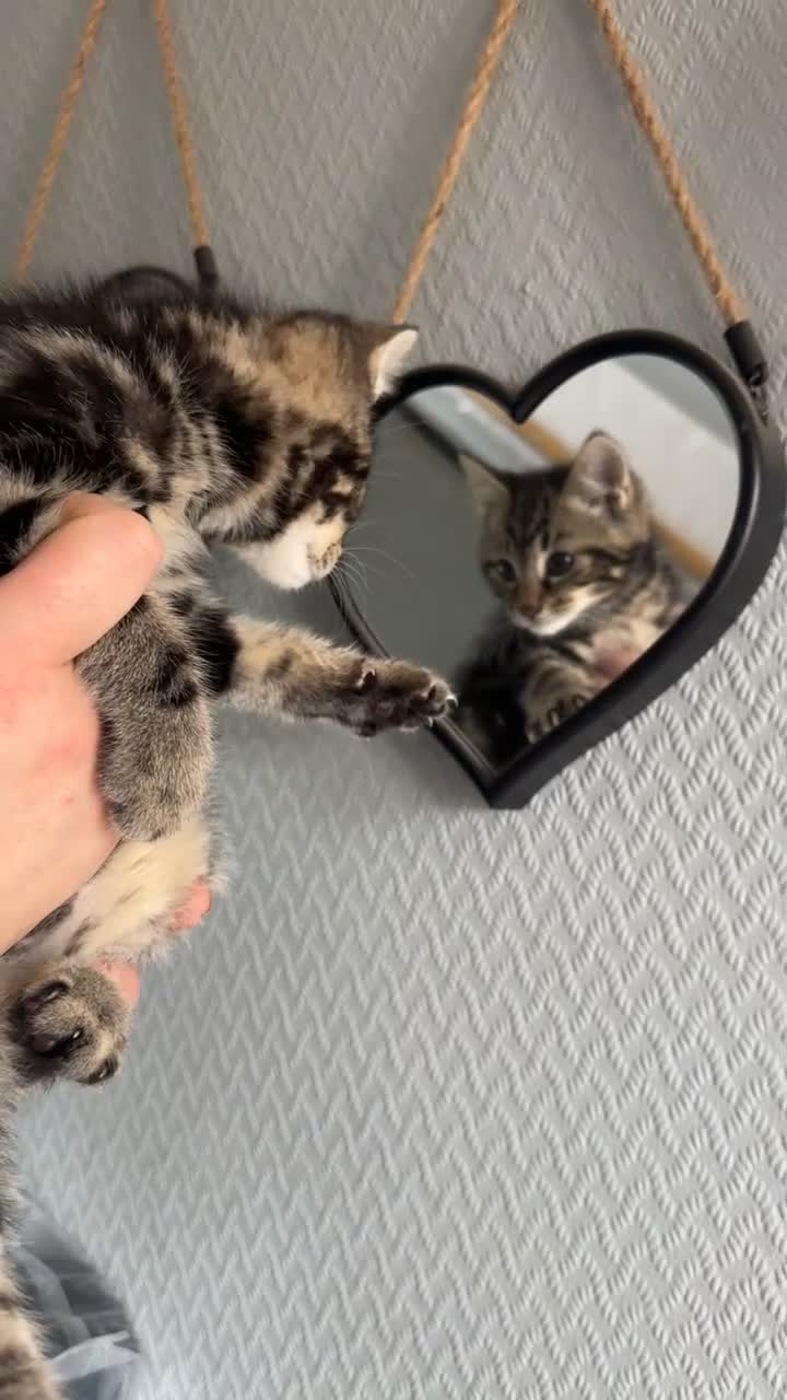Mixed Breed cats for sale: Beautiful tabby cross kittens for sale  - Video 1