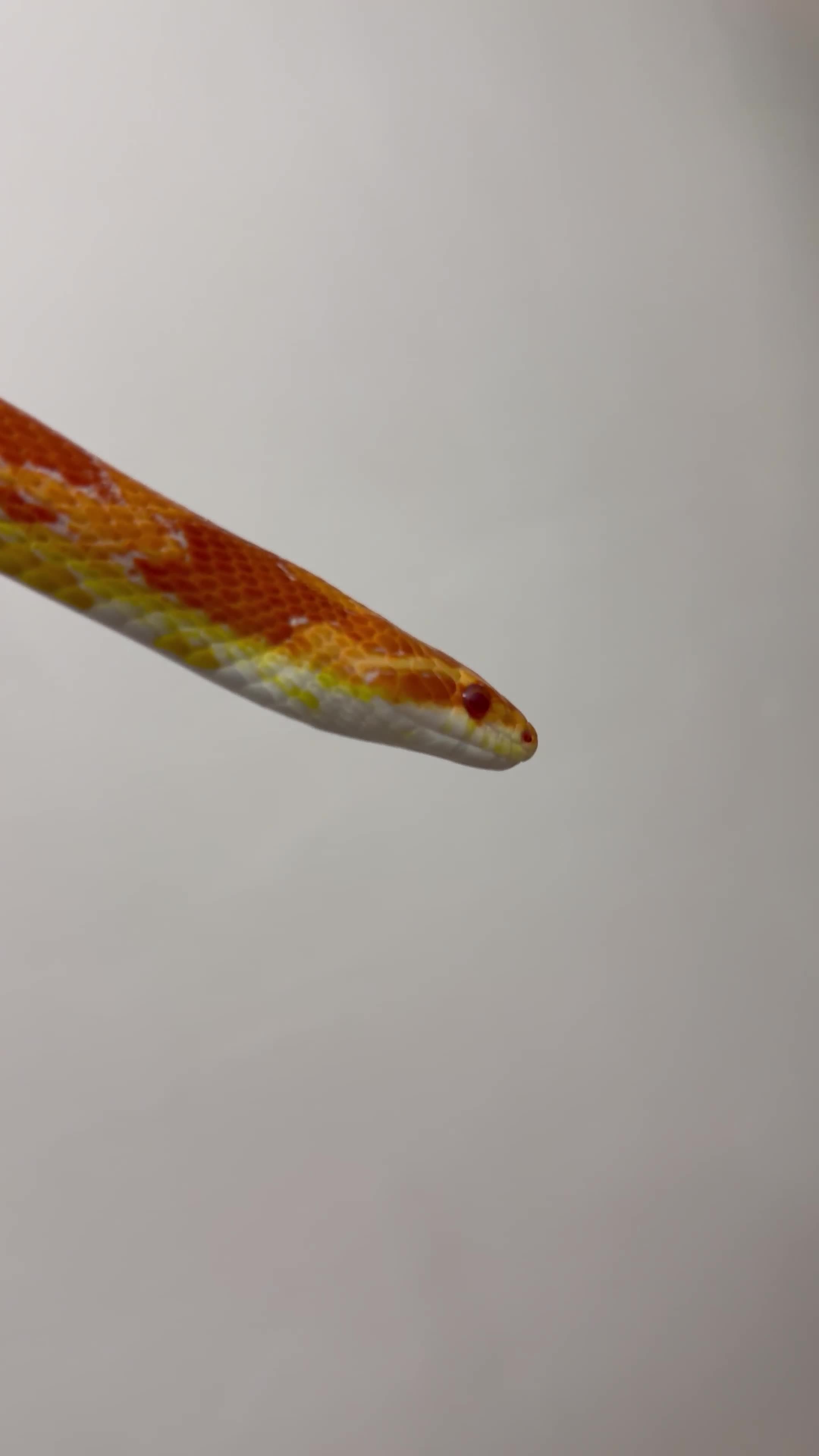 Corn Snake reptiles for sale: blaze needs a new home - Video 2