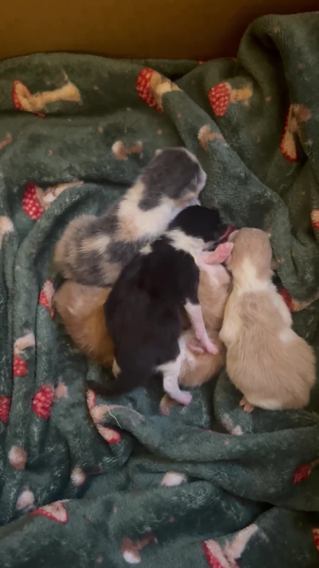 Mixed Breed cats for sale: Stunning ragdoll mix kittens for 5 star homes - Video 1