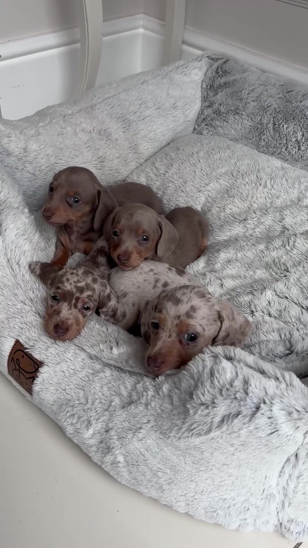 Miniature Dachshund dogs for sale: Stunning KC true miniature dachshund puppies - Video 2