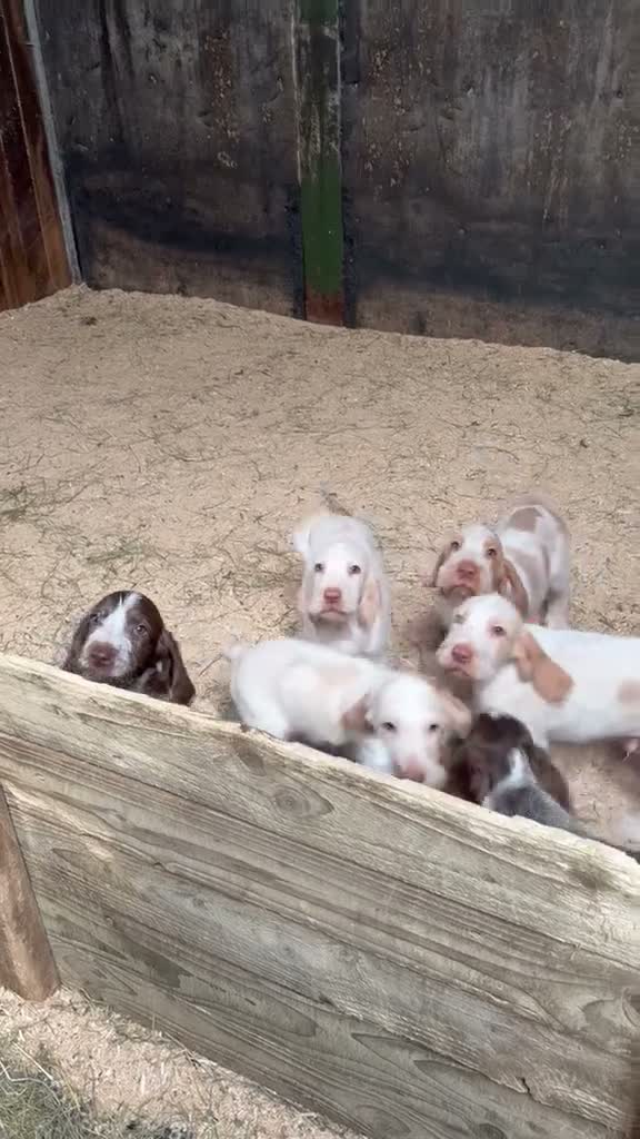 Italian Spinone dogs for sale: Italian Spinone Puppies - Video 1