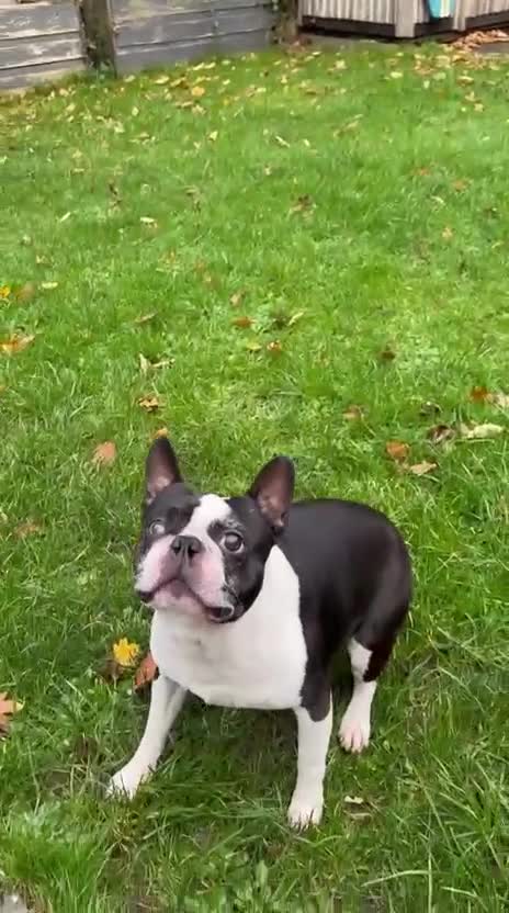 Boston Terrier dogs for stud: KC Loving Boston Terrier Available for Stud - Video 1