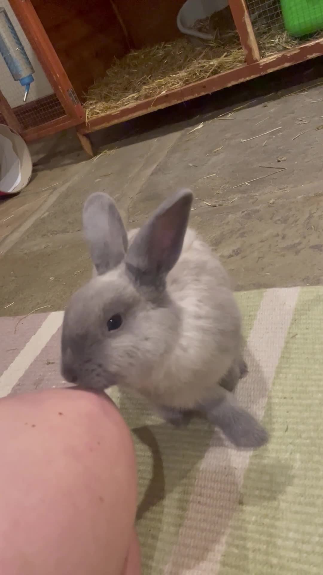 Lionhead rabbits for sale: House rabbits (Must go separate) - Video 1