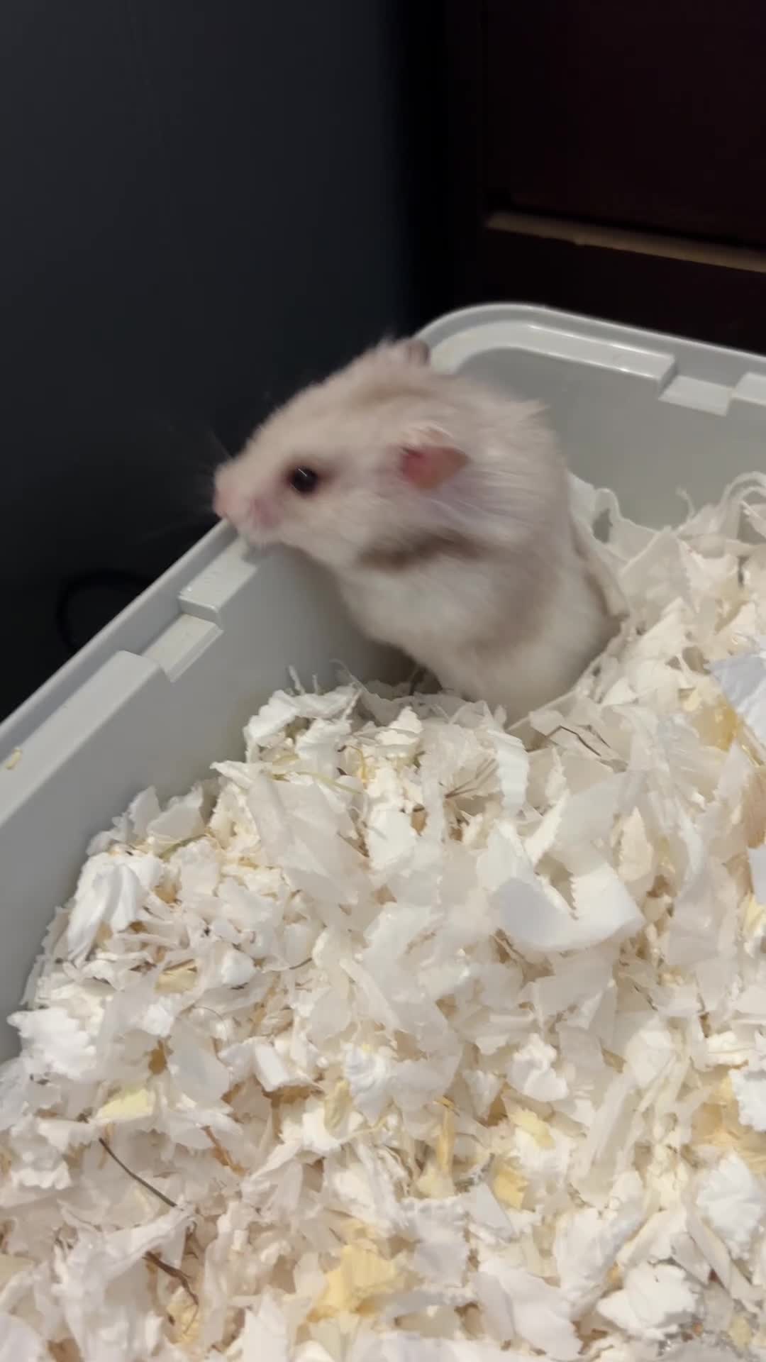 Hamster rodents for sale: Syrian hamster ( female) in Stoke-on-Trent - Video 1