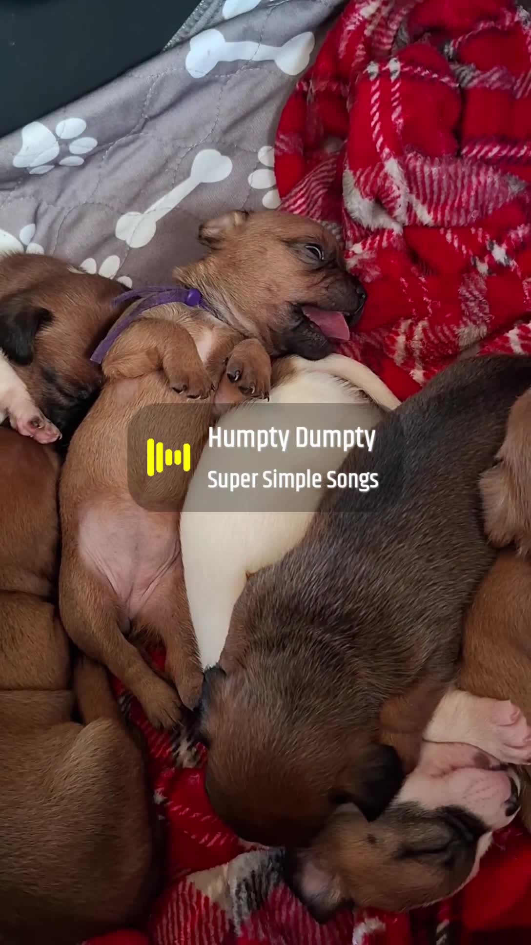 Mixed Breed dogs for sale: 🐾 Gorgeous Mixed-Breed Puppies – 🐾 - Video 3