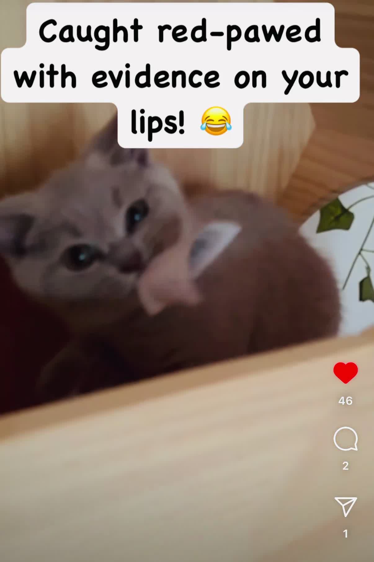 British Shorthair cats for sale: gccf Purring machine CHAMPION blood - Video 2