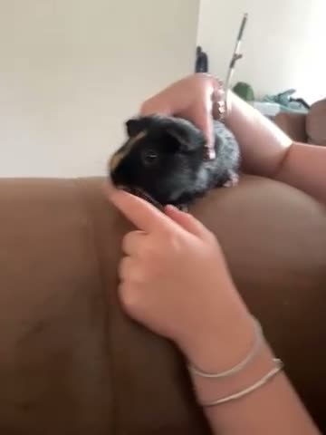 Guinea Pig rodents for sale: Male guinea pig  in New Milton - Video 1