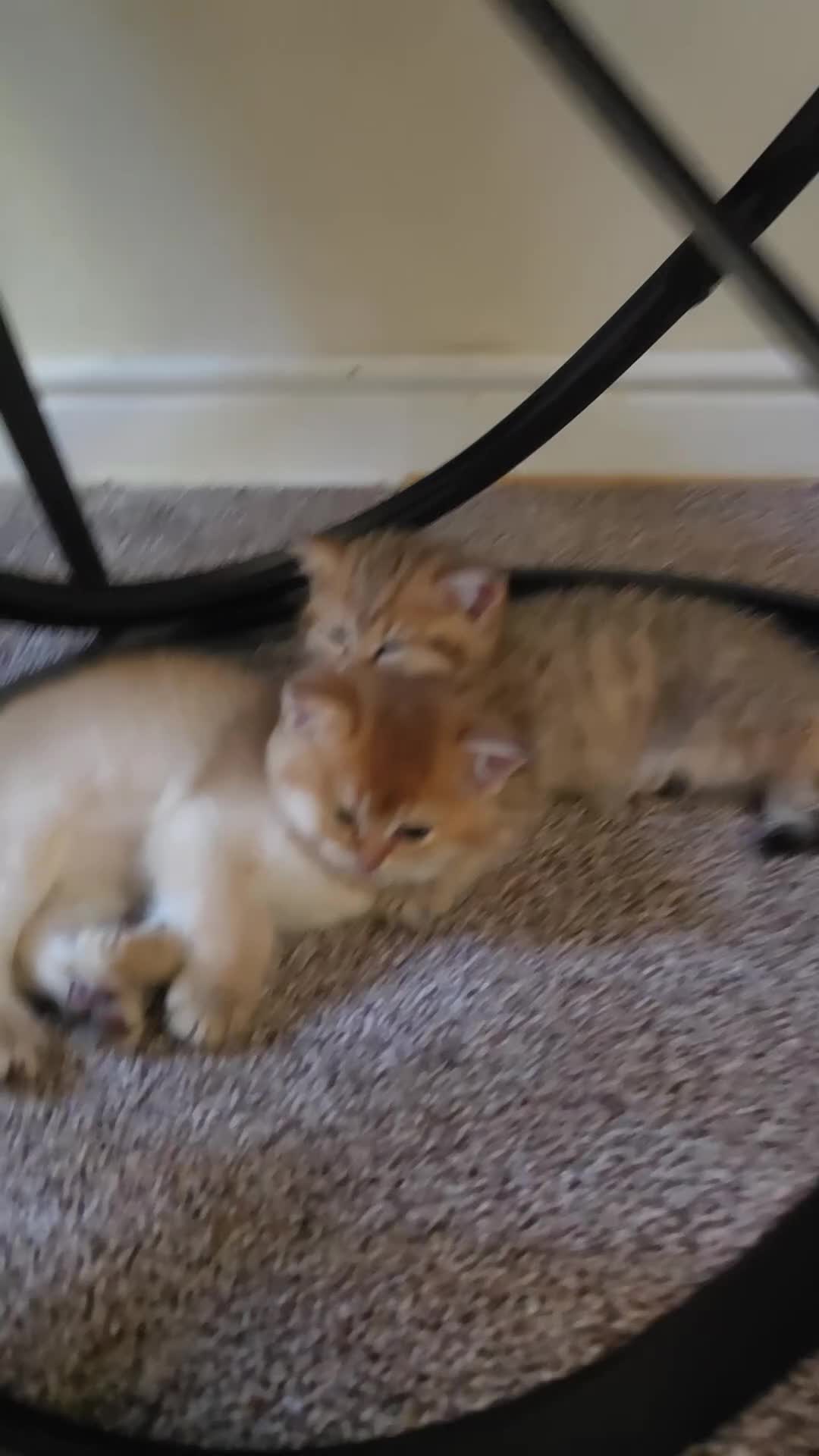 British Shorthair cats for sale: ✨🐾 ✨ GOLDEN SHIMMER BRITISH SHORTHAIR KITTENS ✨  - Video 2