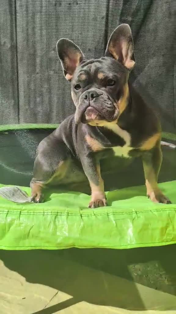 Mixed Breed dogs for sale: Maggie frenchy x - Video 1