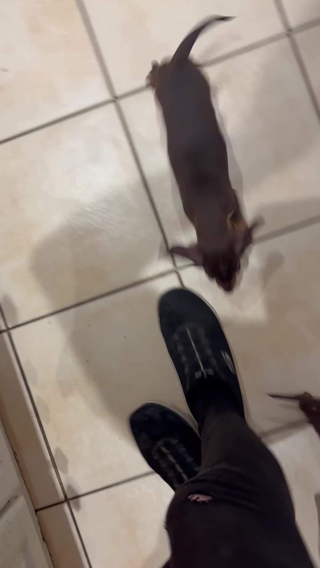 Miniature Dachshund dogs for sale:  Ready now dachshund puppies  - Video 1
