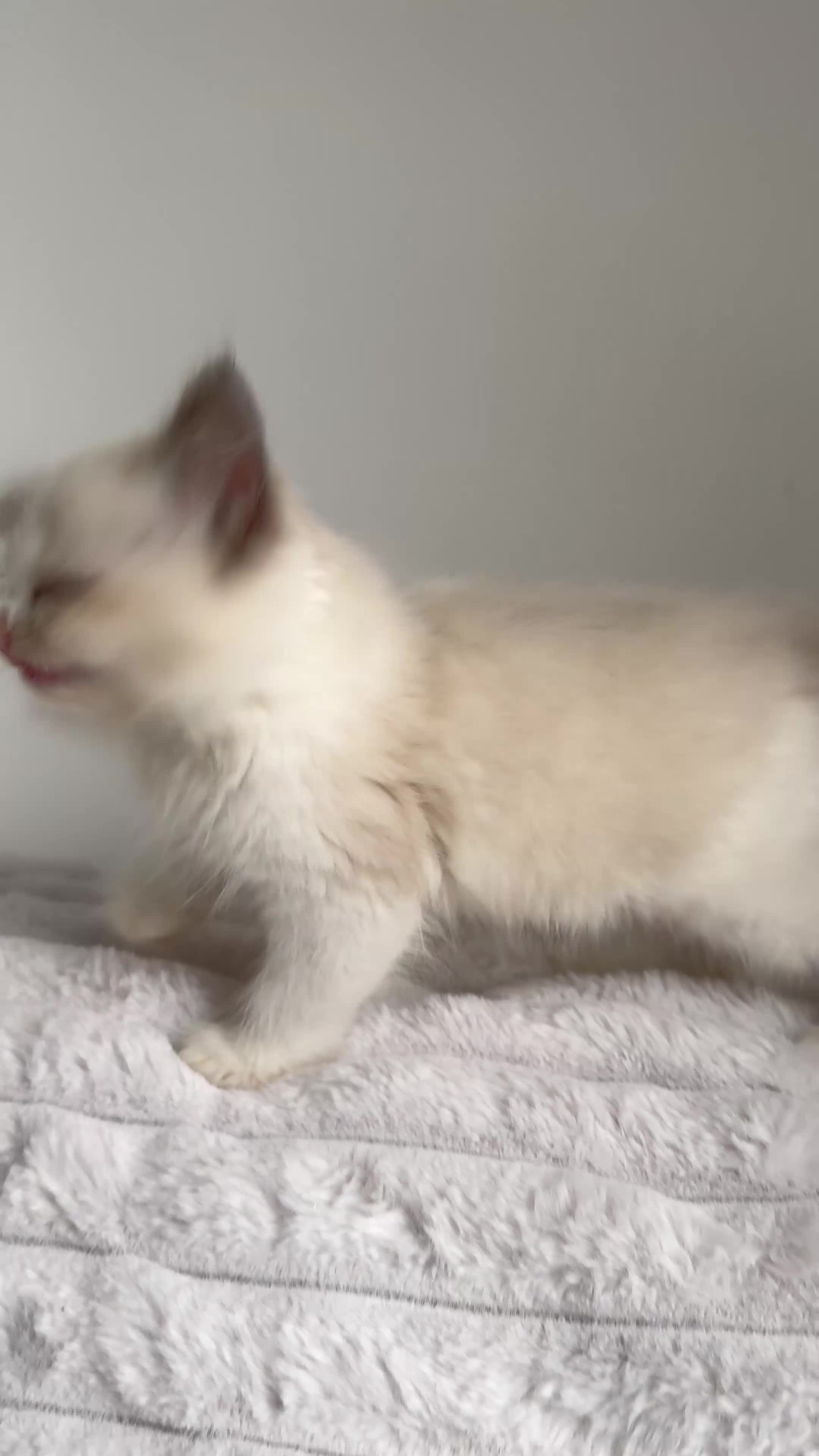 Ragdoll cats for sale: Stunning READY TO LEAVE RAGDOLLS - Video 2