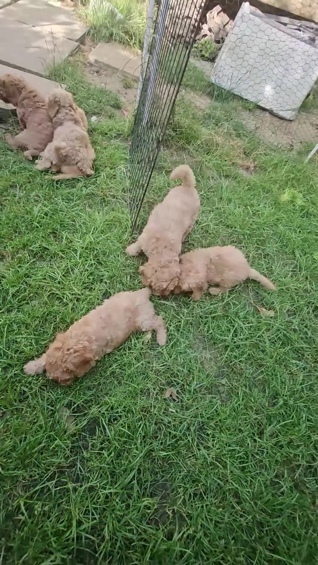 Cockapoo dogs for sale: Cockapoo  - Video 1
