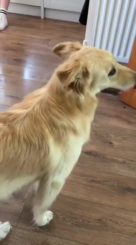 Mixed Breed dogs for adoption: Bubi! - Video 2