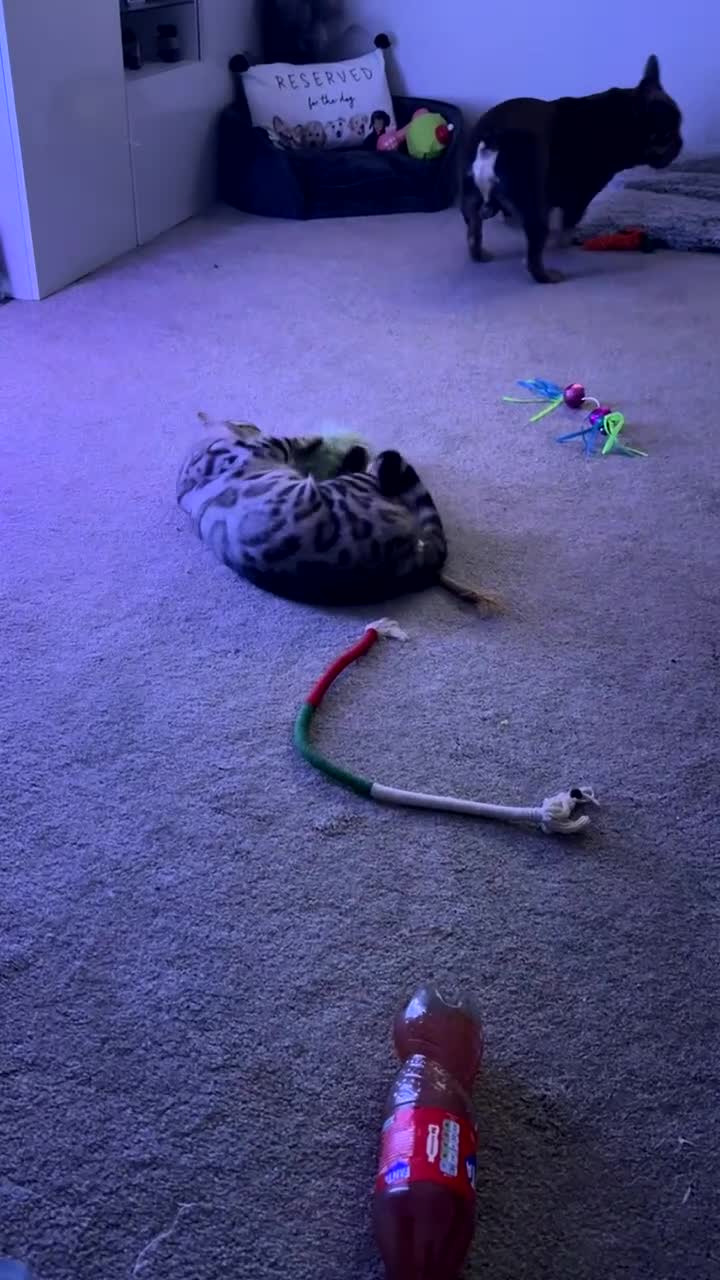 Bengal cats for stud: Juicy Jax for stud  - Video 1