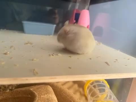 Hamster rodents for sale: Mochi  in Worthing - Video 1