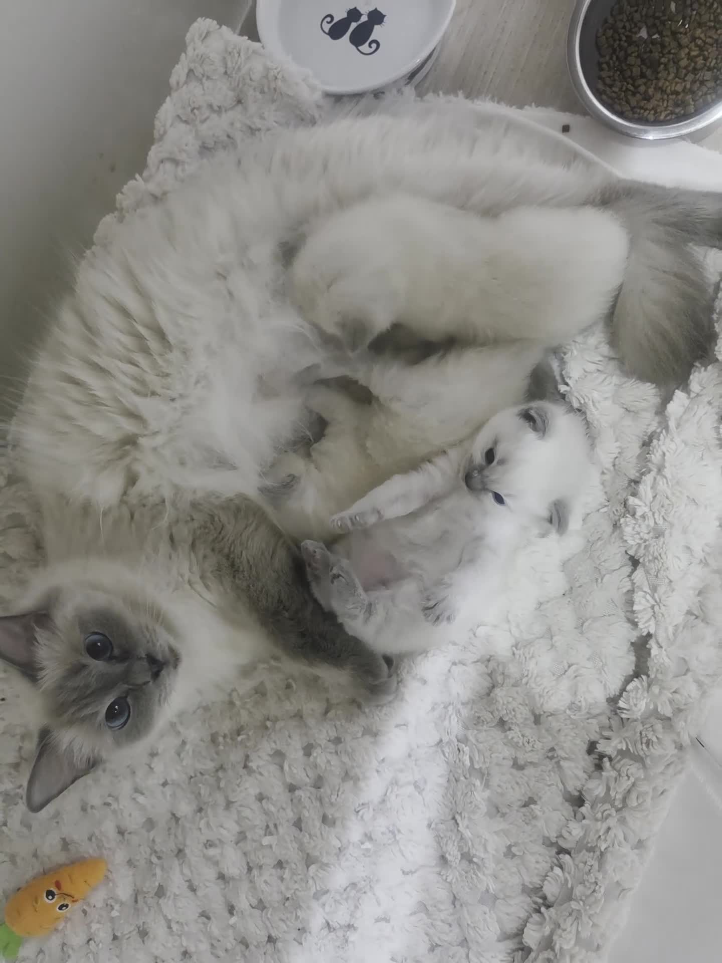 Ragdoll cats for sale: Blue point ragdoll kittens - Video 1